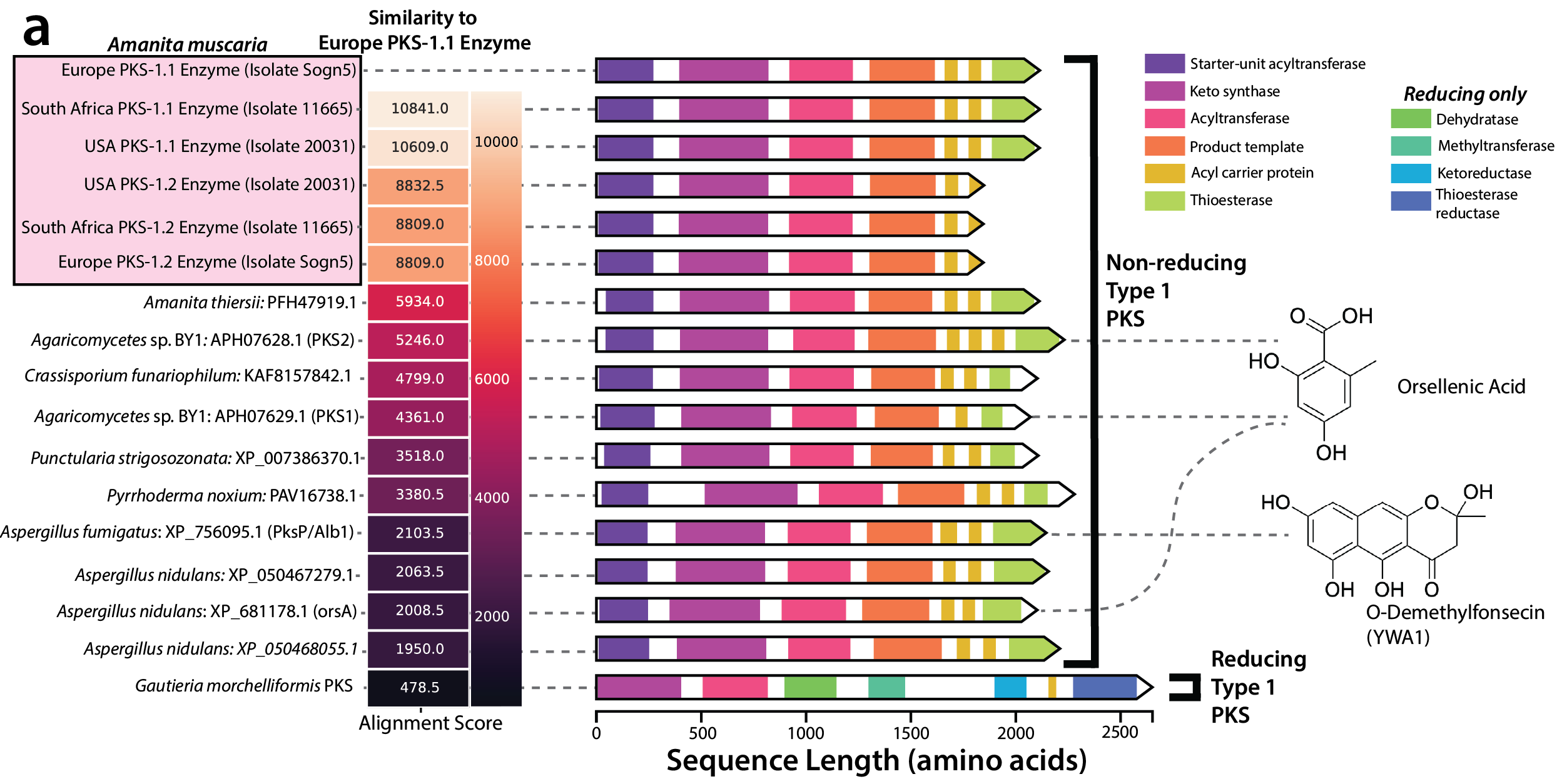 Amanita muscaria genomes and metabolomes
