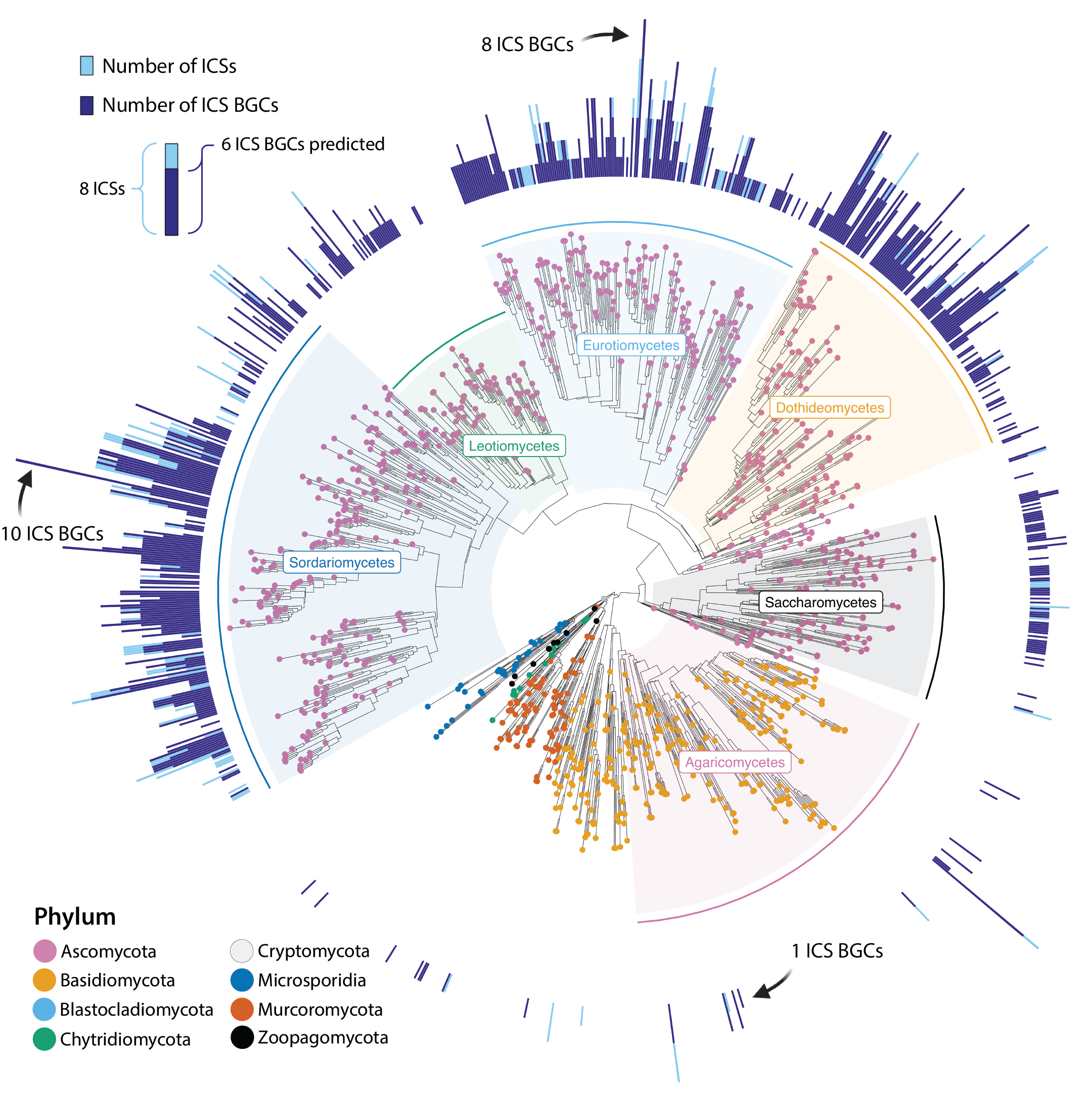 Mining for isocyanide synthase BGCs
