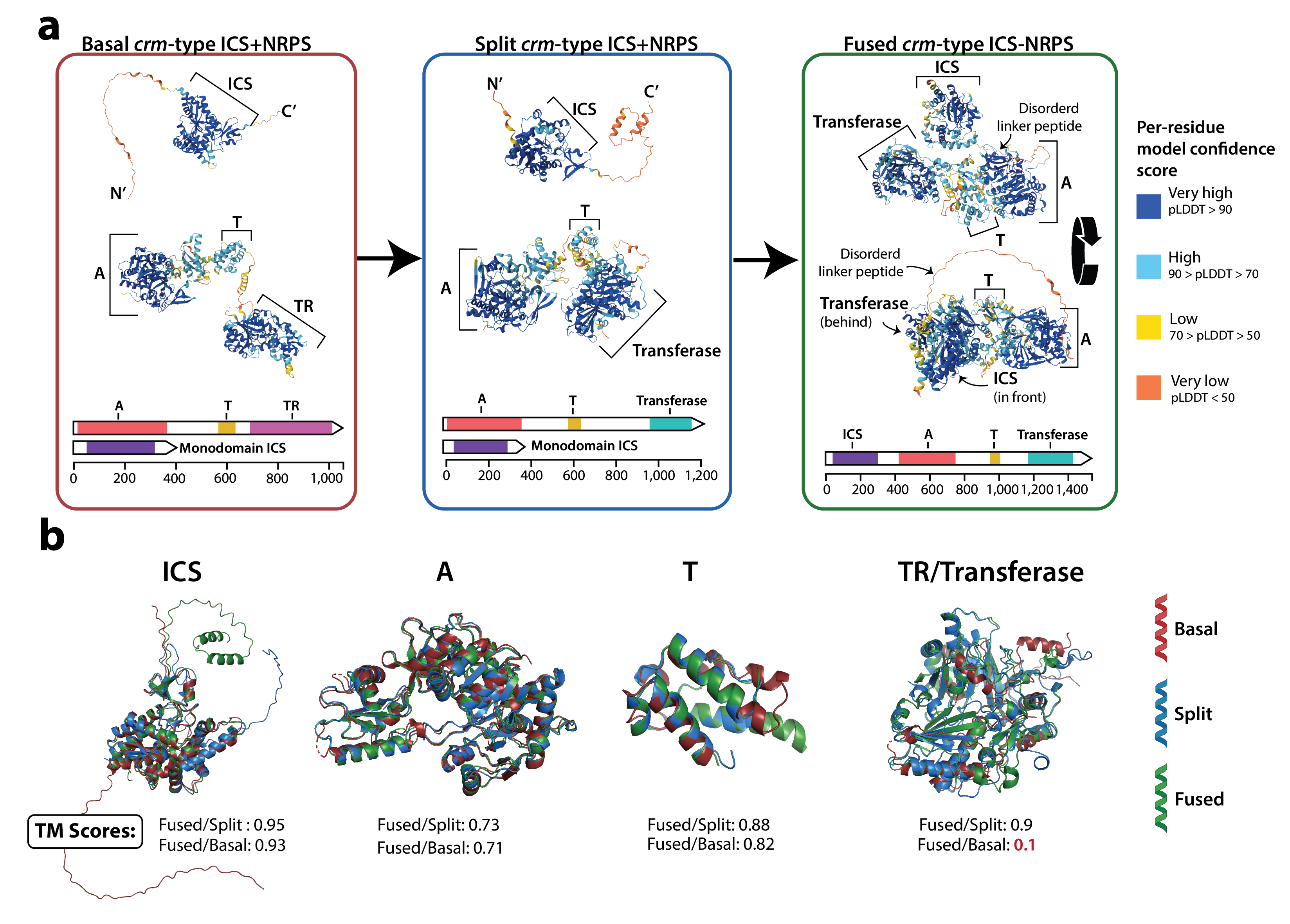 Reconstructing isocyanide megasynthase evolution